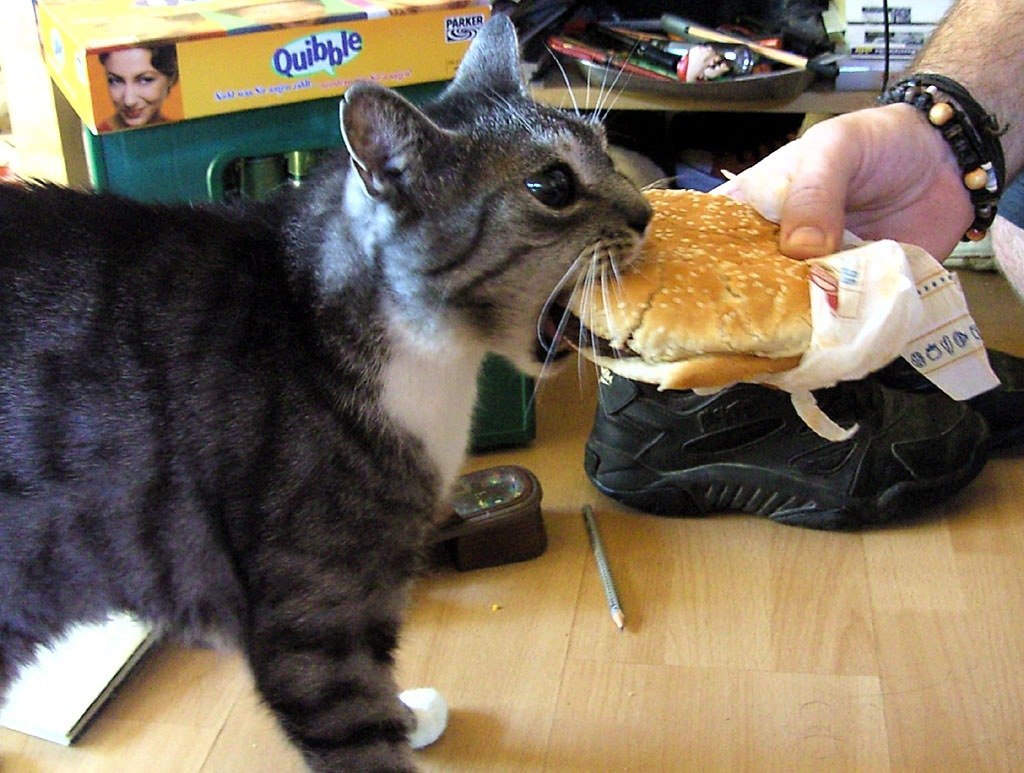 Шаурма из котят