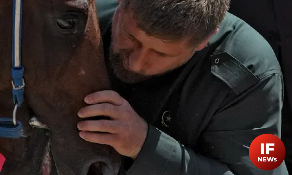 Крадут коней. Лошадь Кадырова. Лошади Рамзана Кадырова. Лошадь Кадырова в Чехии. У Кадырова украли коня.