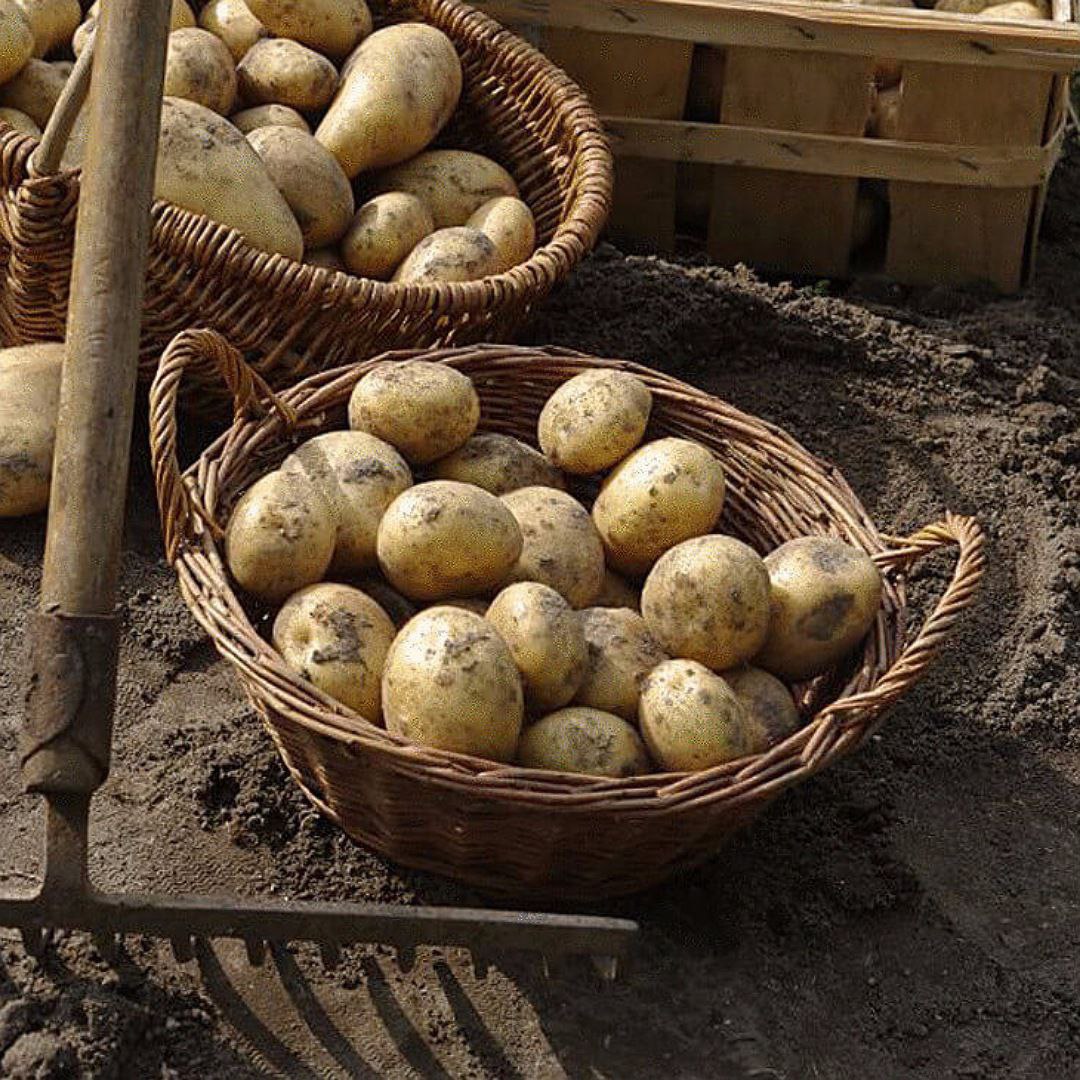 Огород картофель. Картошка в соломе. Картофель в земле. Картофель огородный. Посадка картофеля.