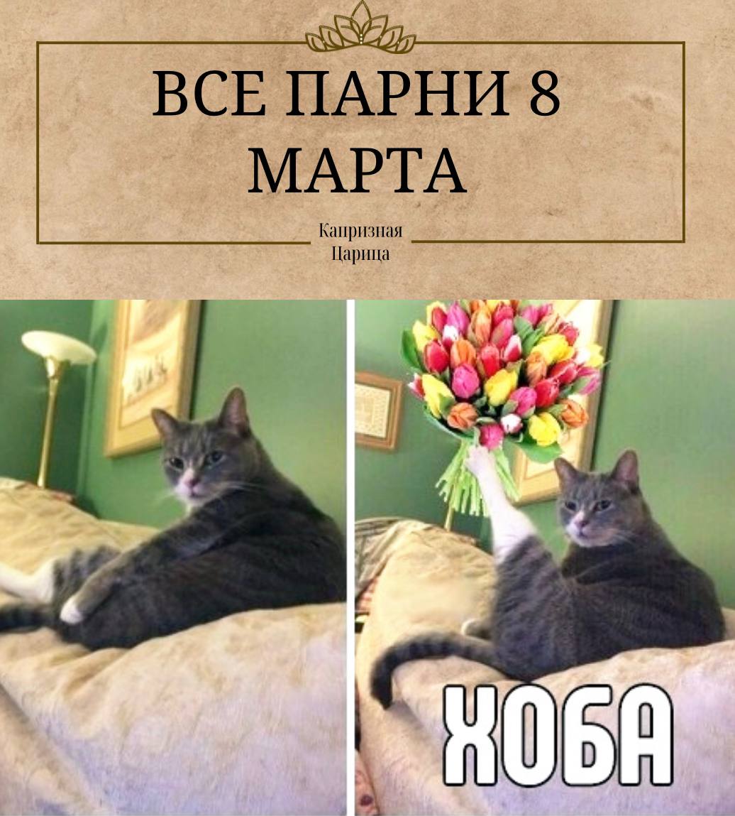 Картинка кот хоба