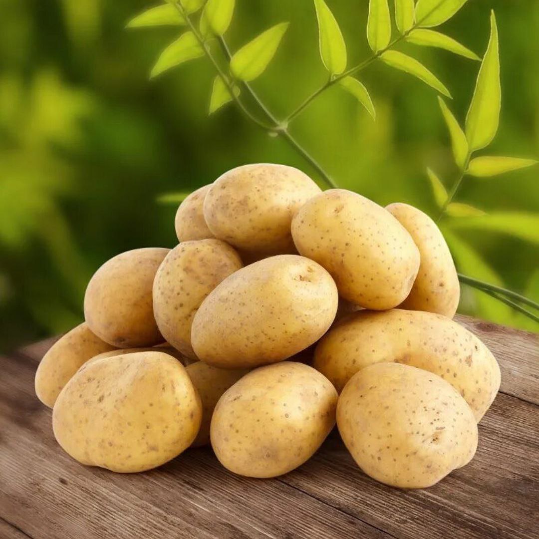 картофель василек фото