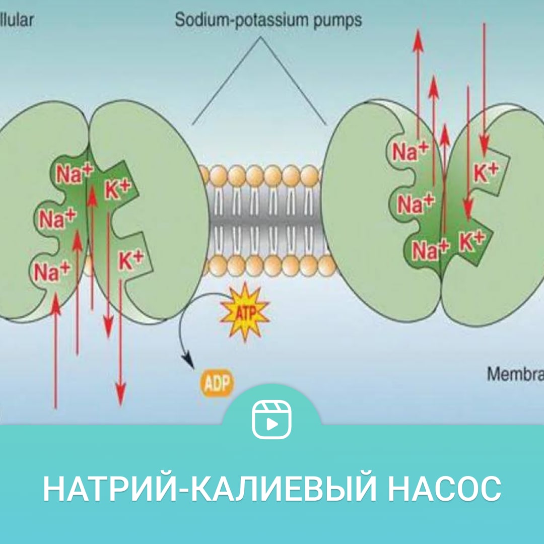 Работа натриево калиевого насоса. Натрий калиевый насос. калиево-натриевый насос схема. медиаторы натриево-калиевого насоса. формула калиевого стекла.