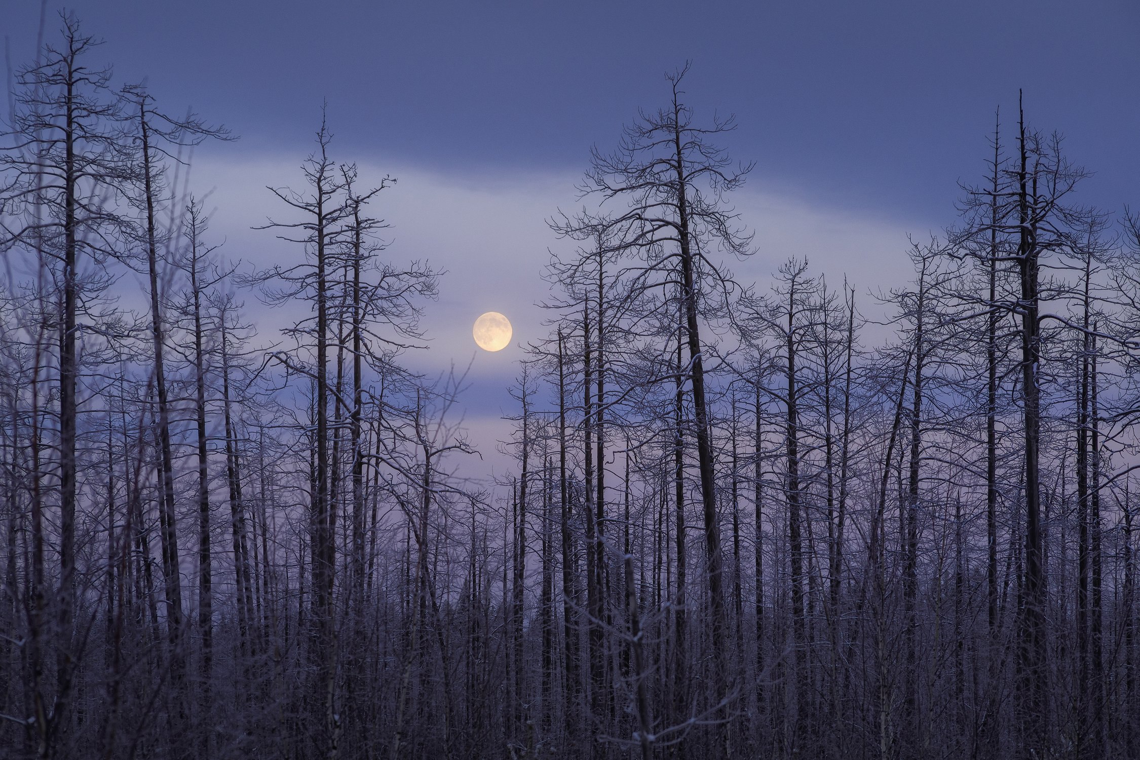 Forward from. 🌕 Мёртвый лес и морозный лунный вечер. 