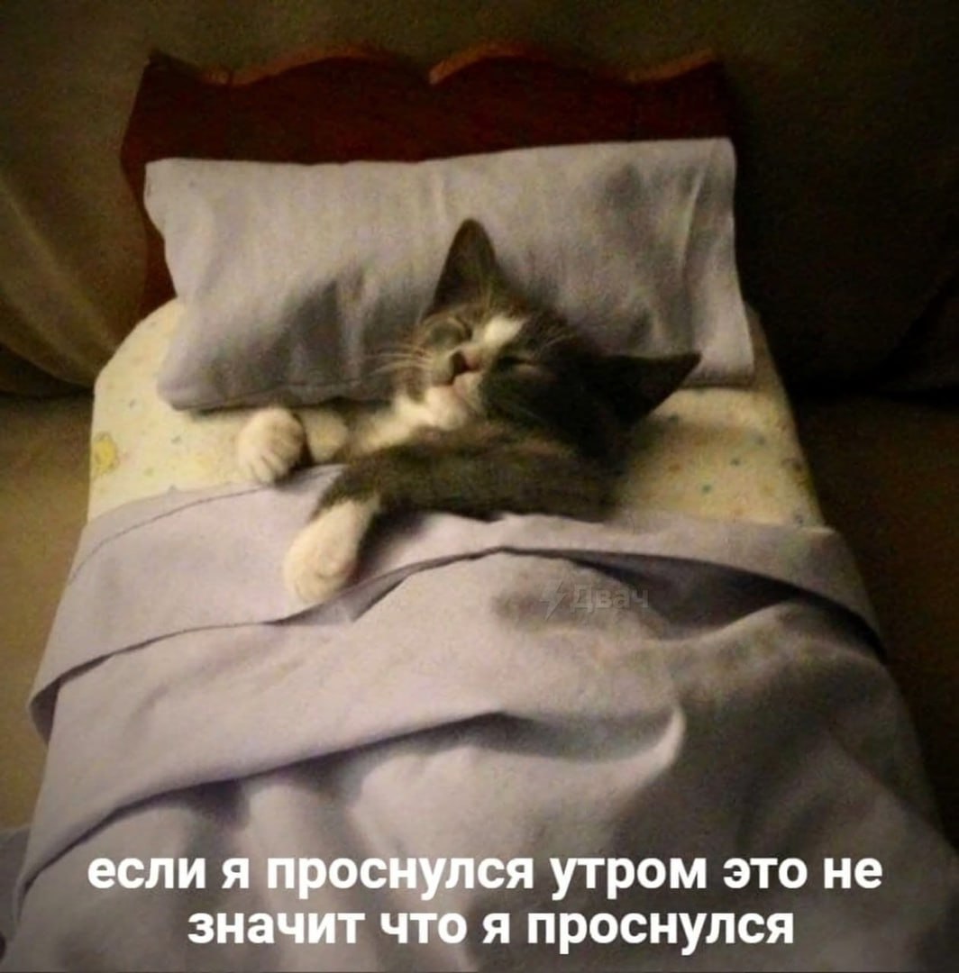 картинки спокойной ночи с кошками