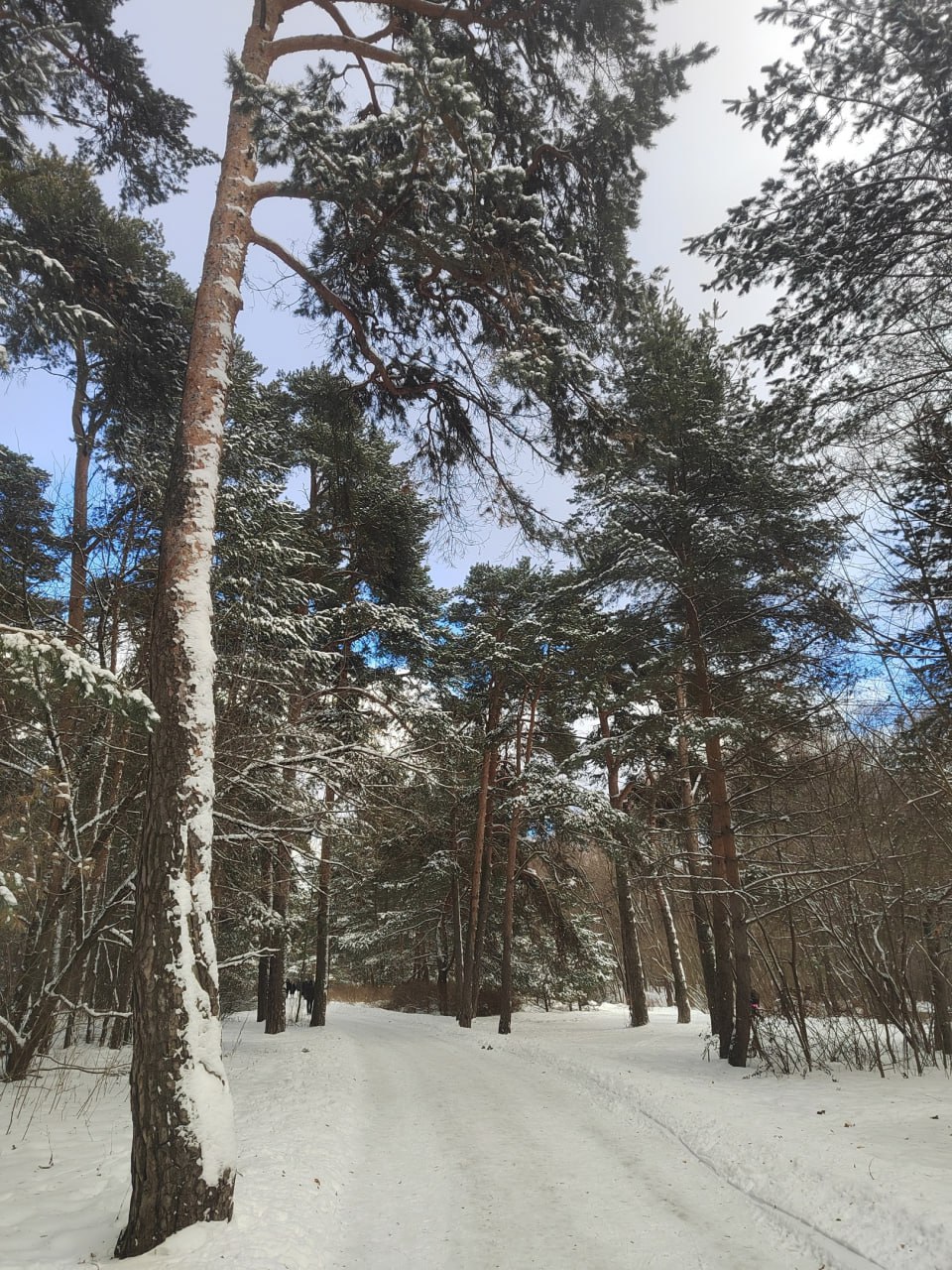 парк ветеран в серебряном бору