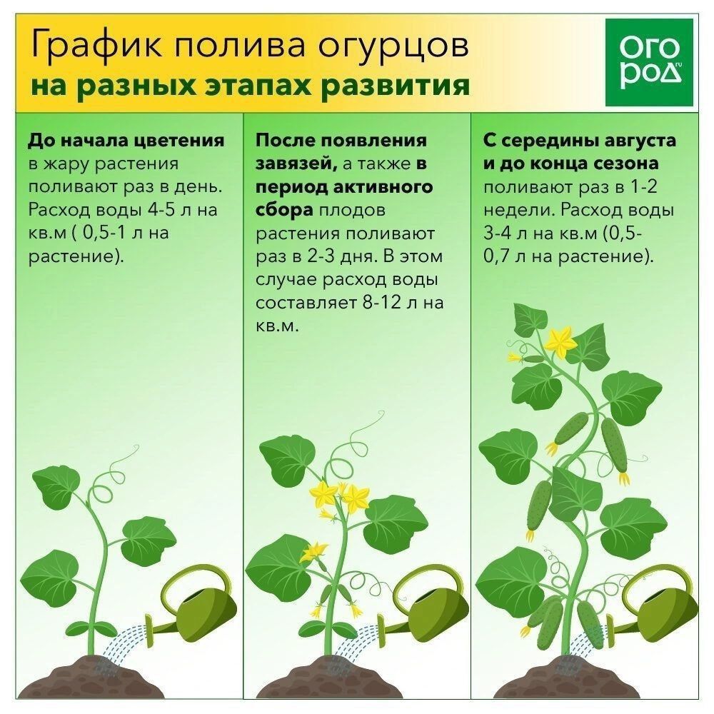 Подкормка огурцов на балконе. Поливная норма для огурца в открытом грунте. График полива огурцов. Огурцы в теплице. График полива овощей.