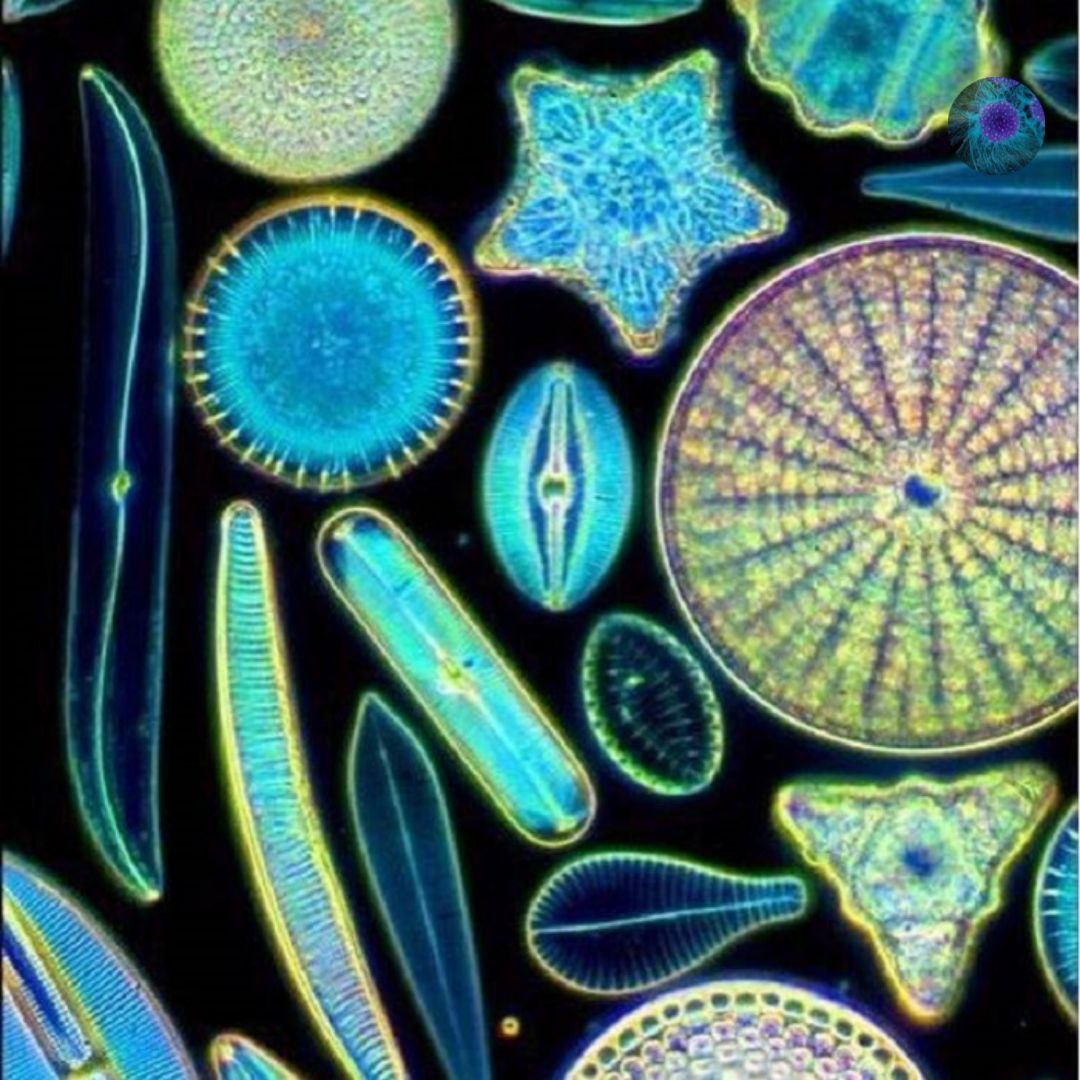 Планктонные Водоросли