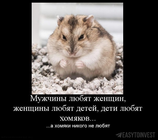 Хомяк доход в час. А хомяк никого не любит. а хомячки никого не любят.