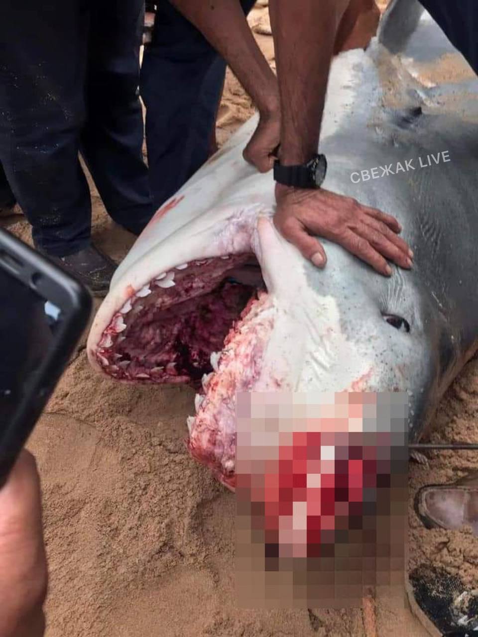 как убить акулу раст фото 36