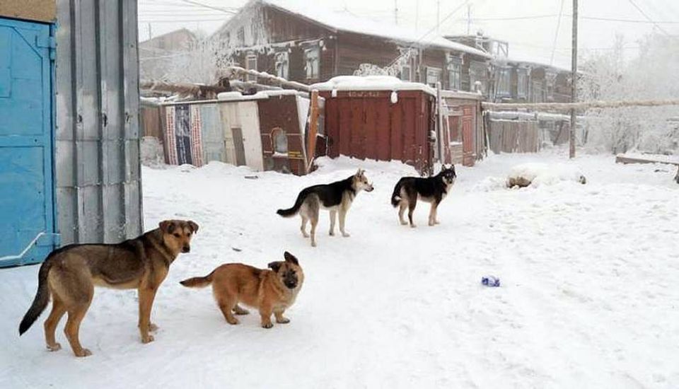 Собаки азнакаево