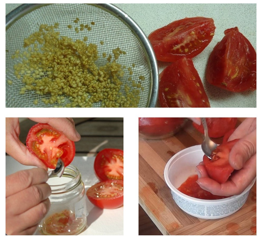 Ложка для сбора семян томата. Поступление семян томатов. Как сделать свои семена из помидоров. Как правильно сделать семена помидор. Как правильно сделать семена помидор.