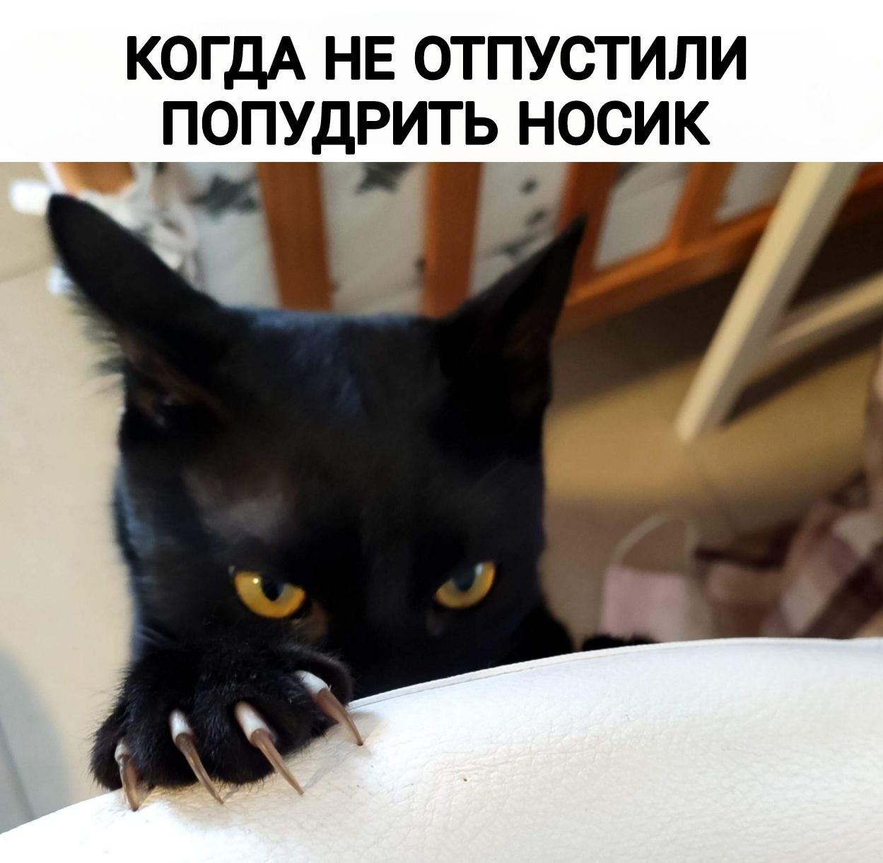 пойду попудрю носик. девочка на унитазе смешной. попудрить носик мем. припудрить носик мем. носик припудрила демотиватор.