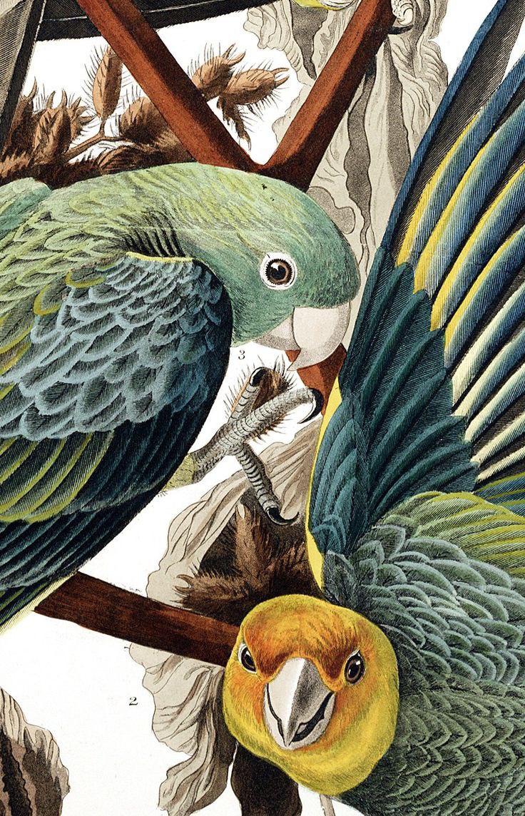 Переводчик попугаев. John James Audubon - Carolina Parakeet.. Bird Art illustration. Illustrations of Australian Parrots.