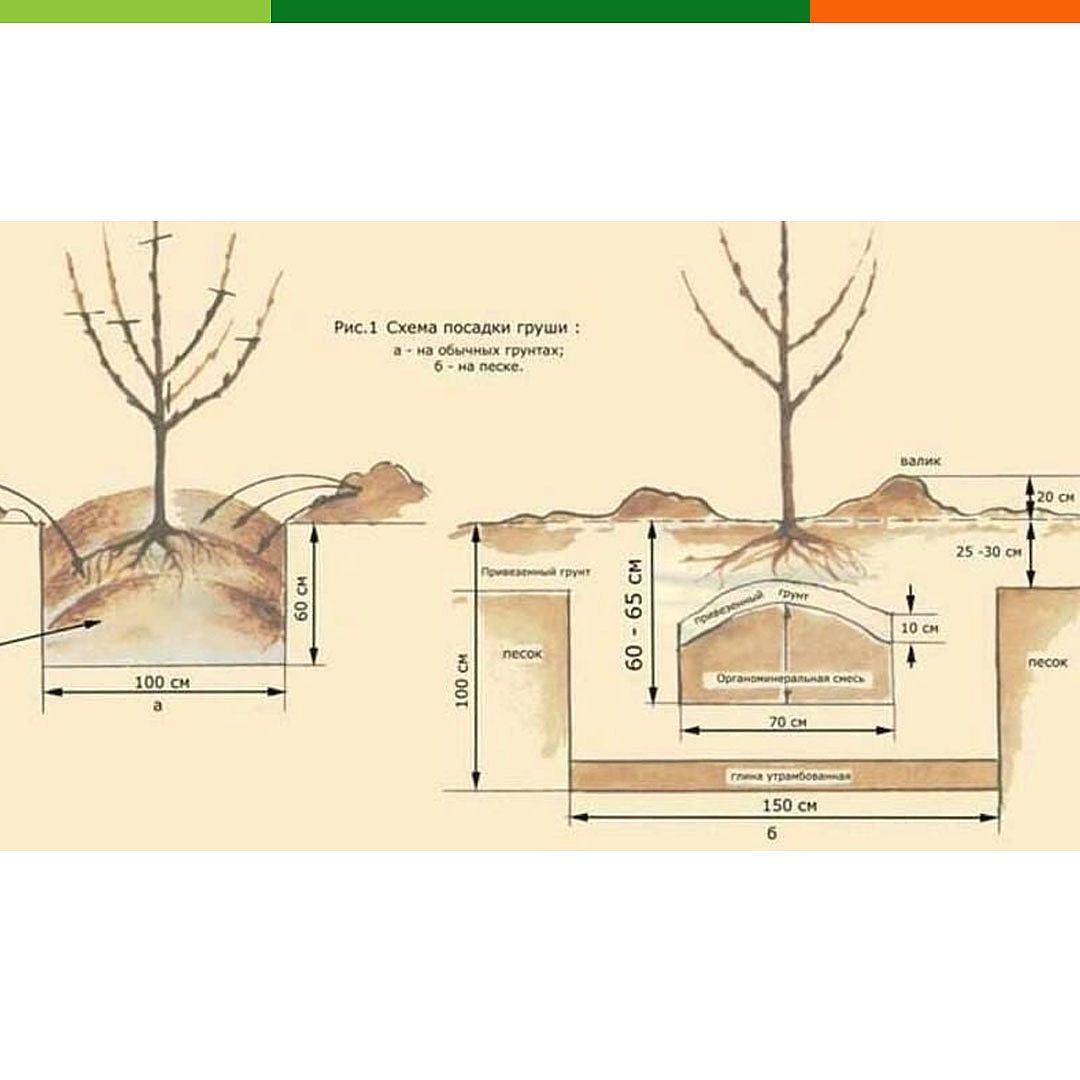 Когда лучше сажать саженцы плодовых деревьев. Схема посадки саженца яблони. Посадка саженцев плодовых деревьев весной груши.
