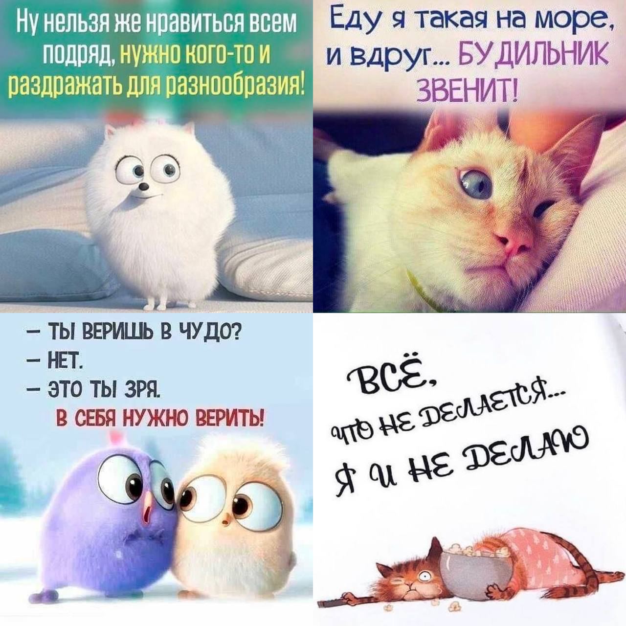 Смешные картинки для поднятия настроения