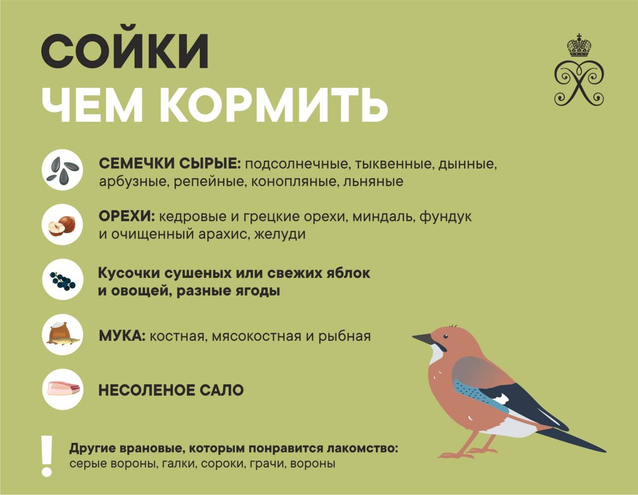 Пословица О Заботе О Птицах
