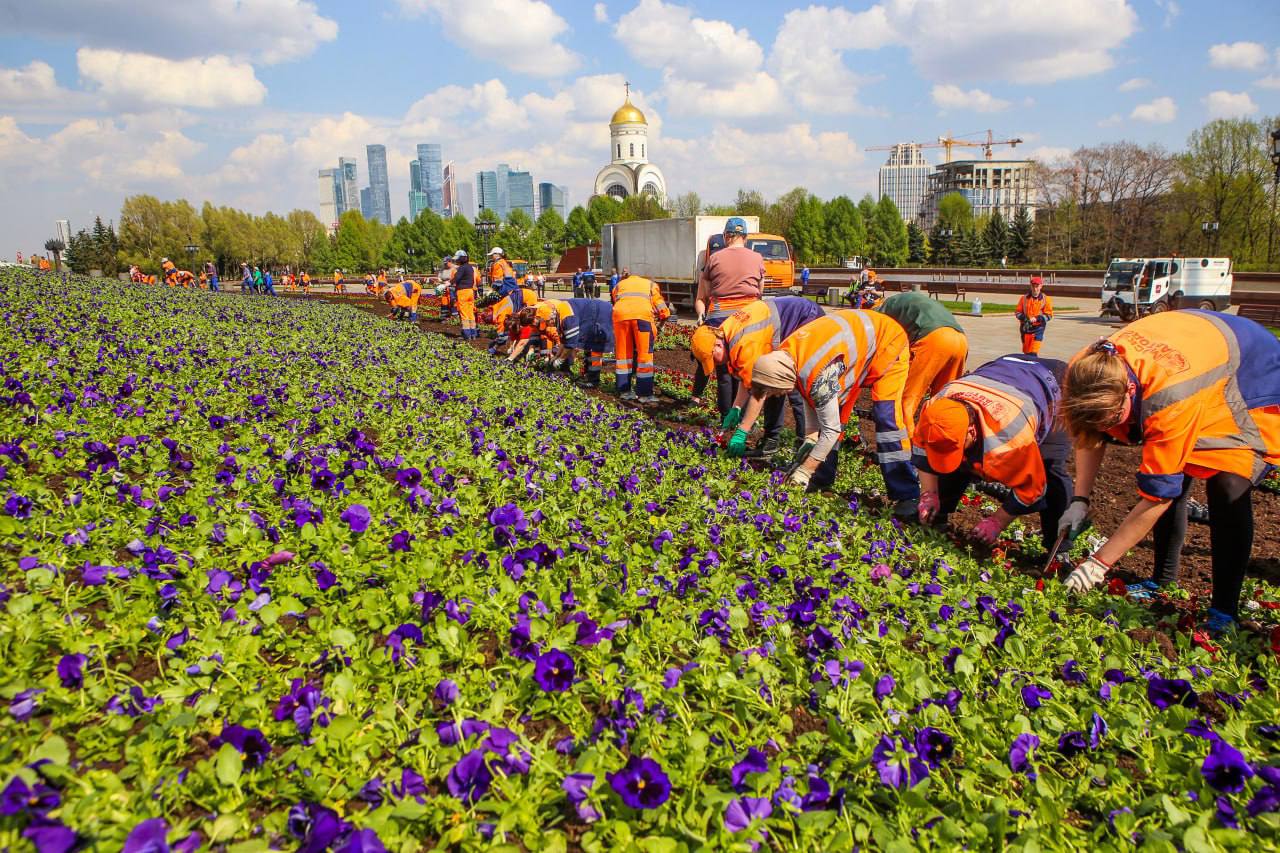 москва лайк