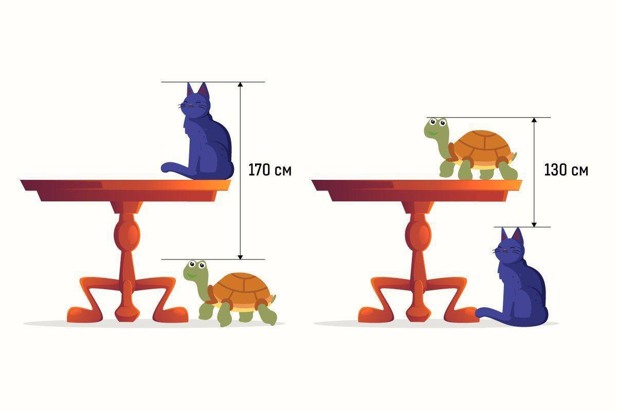 Задача какова высота стола с кошкой и черепахой