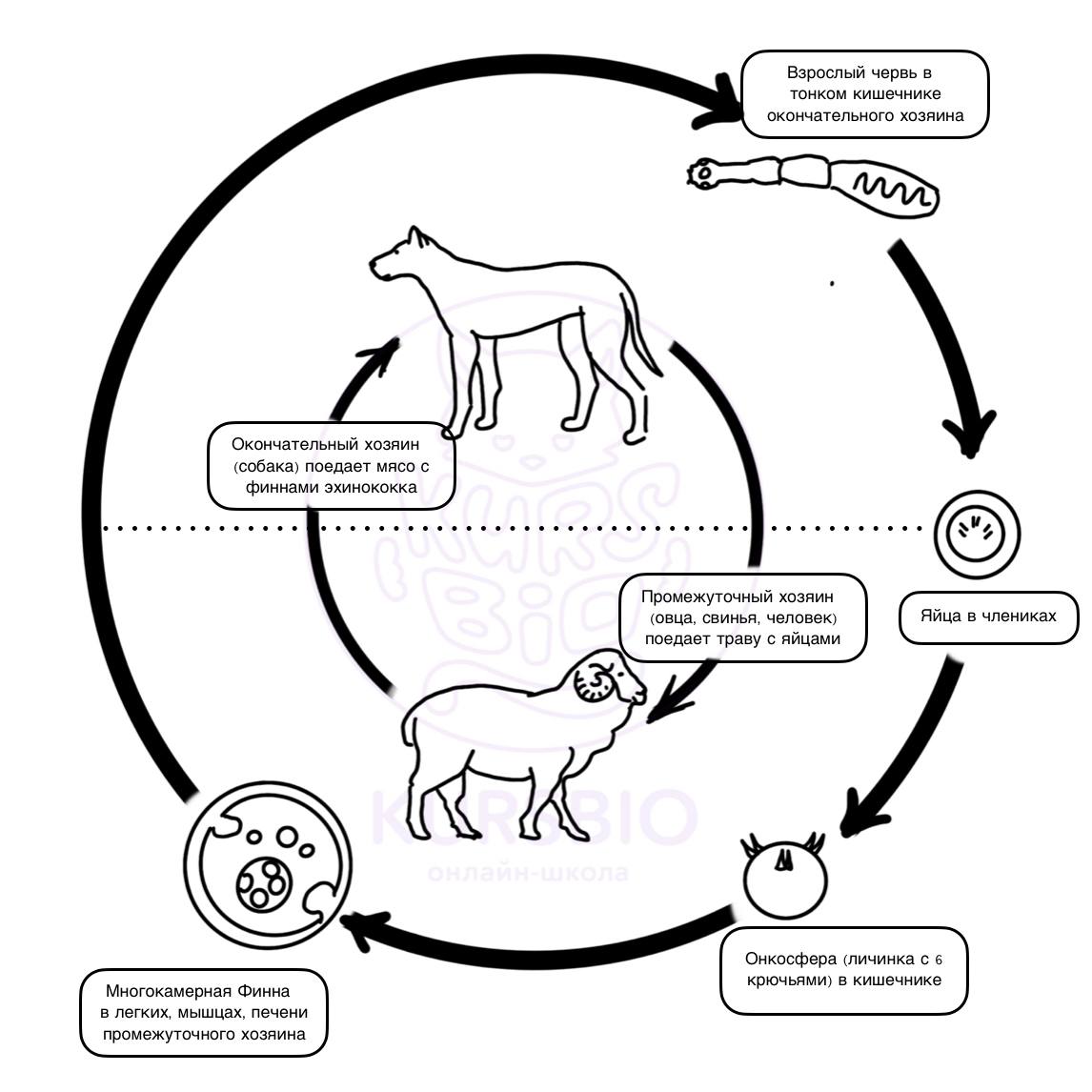 Жизненный цикл эхинококка схема с подписями